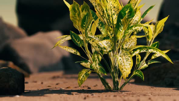 Green Plant at Sand Beach