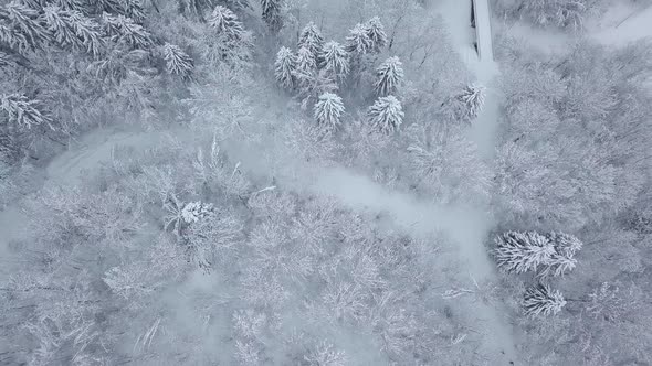 Winter forest nature snow-covered winter trees landscape. aerial photography .