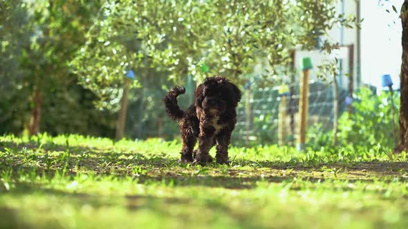 A little baby puppy dog is playing and nibbling in a sunny garden with green grass and trees. Happy