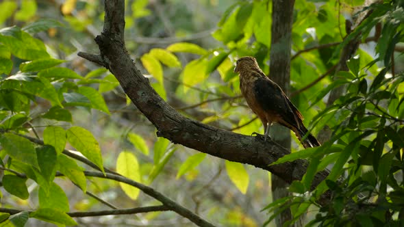 Bird of prey with beak deformation flying away from a tree branch, in a Panama tropical forest