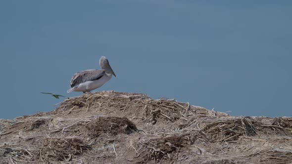 Young Dalmatian Pelican or Pelecanus Crispus in a Wild