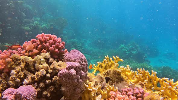 Underwater Panorama in a Shallow Coral Reef with Tropical Fish Life