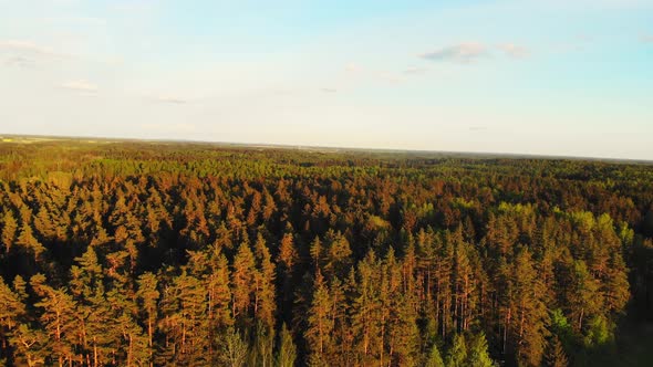 Pine Forests And Greenery In Lithuania