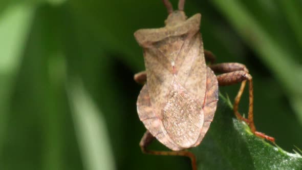 Macro shot of a brown bug with long feeler crawling on the edge of a green leave in slow motion.