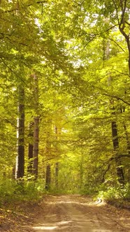 Vertical Video Autumn Forest By Day