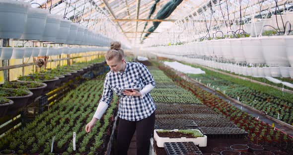 Gardener Using Digital Tablet in Greenhouse