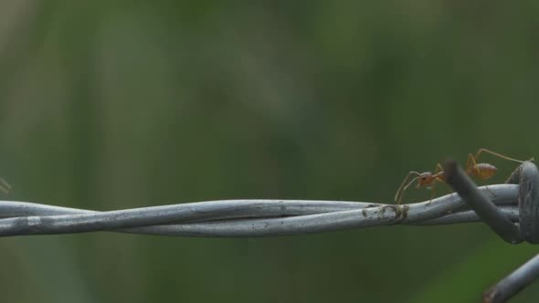 red ant colony walks across the wire