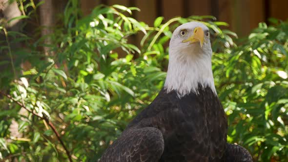 A close up of a bald eagle attentively looking at its surroundings with green bushes and a wooden fe