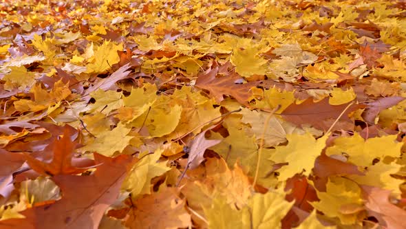 Autumn Background. The Ground Is Covered with Yellow and Brown Maple Foliage, Creating a Natural