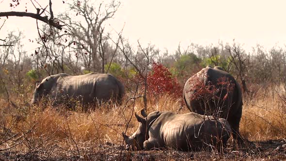 Southern white rhinoceros in Kruger National park, South Africa