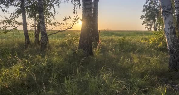 Meadow Timelapse at the Summer or Autumn Time. Rural Field Witch Sun Rays, Trees and Green Grass