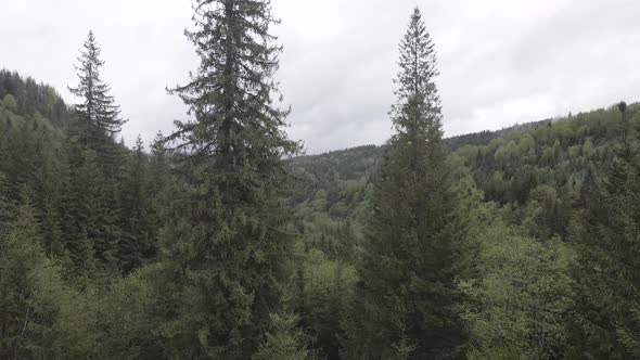 Spruce in the Forest. Slow Motion. Carpathian Mountains. Ukraine. Aerial. Gray, Flat