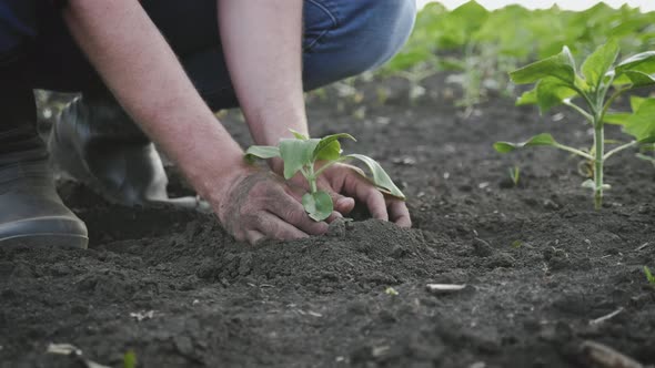 Organic Gardening Agriculture