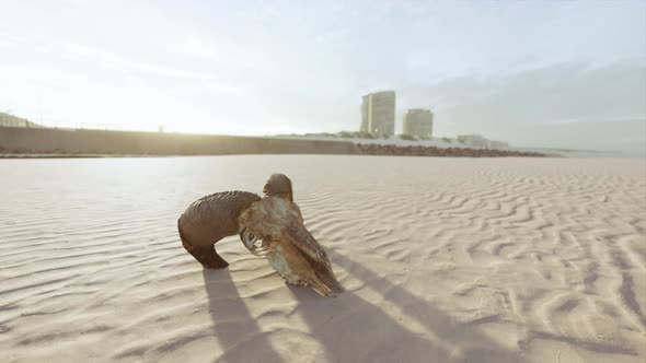 Closeup of a Skull Laying on the Wet Sand