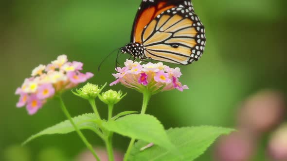 Butterfly And Flower Macro