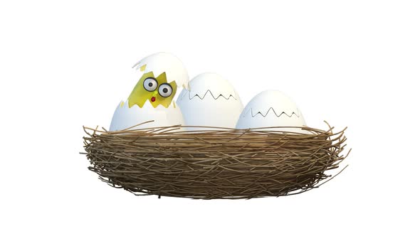 Chicks In Eggs Nest on White Background