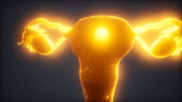 Female Reproductive System Anatomy alt