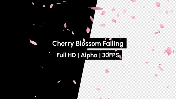 Sakura Cherry Blossom Falling Pink Petals with Alpha