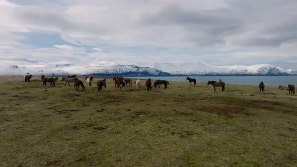 Beautiful Icelandic Horses Running Around in the Field