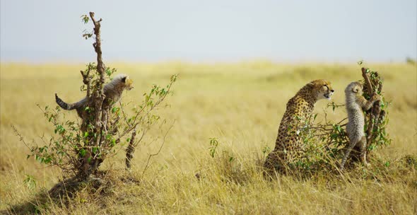 Cheetah and cubs in the savanna