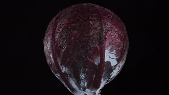 Purple cabbage with water drops isolated on black background, rotate