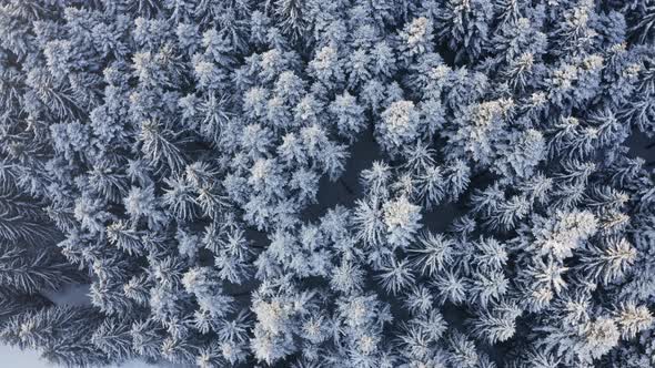 Beautiful white pine forest in winter - top view spin