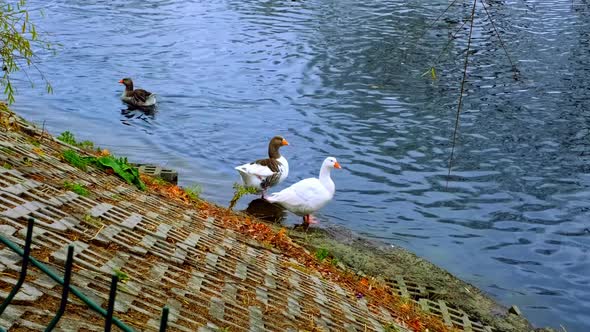 White And Gray Duck