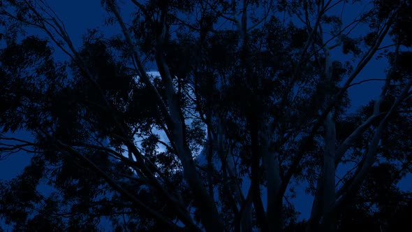 Moon Behind Eucalyptus Tree On Stormy Night