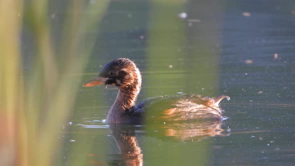 A Little Grebe Bird Alone in a Calm and Still Lake Water Surface