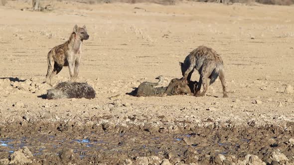 Two Spotted Laughing Hyenas scavenge old carrion in the Kalahari