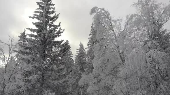 Winters Snow-covered Forest. The Camera Flies Between the Trees Covered in Snow