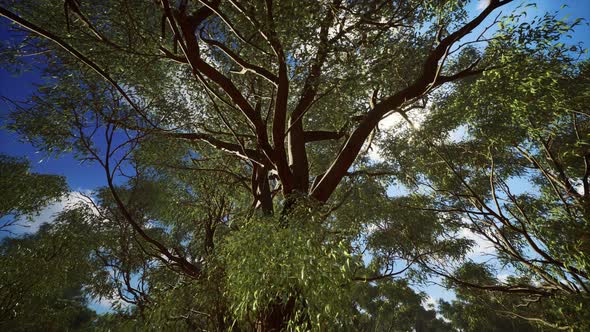 Eucaliptus in Australia Red Center