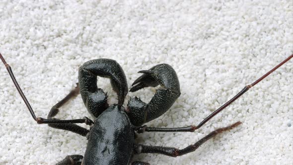 Tight shot of a Giant Vinegaroon crawling on some white sand.