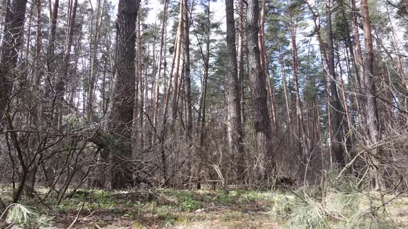 Trees in a Pine Forest During the Day Aerial View