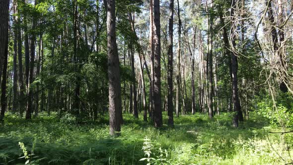 Beautiful Green Forest on a Summer Day Slow Motion