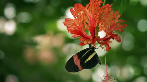 Butterfly Drinking Nectar From Exotic Flower