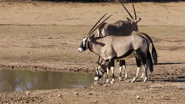 Gemsbok Antelopes Drinking Water 