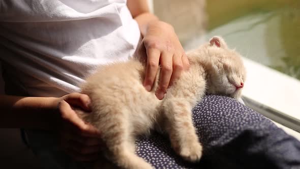 The Child, Little Girl Plays with a British Scottish Kitten Sleep in the Hands of a Girl