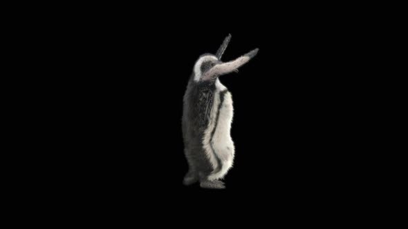 78 Penguin Dancing HD