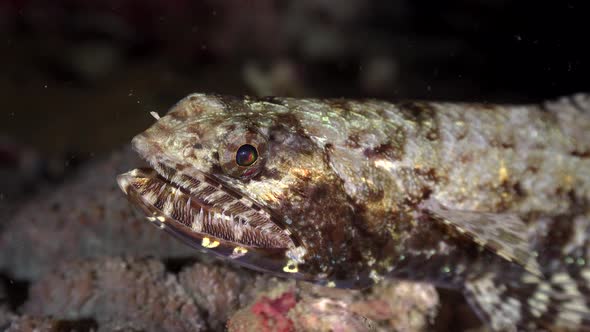 Lizardfish close up at night on tropical coral reef