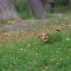 A small dog (chihuahua), dressed in a green knitted pullover, runs to his owner in park. - VideoHive Item for Sale