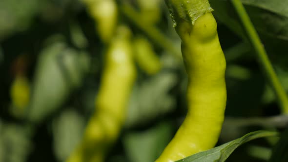 Green hot peppers on vines cultivated in the garden 4K 2160p 30fps UltraHD tilt footage - Hot capsic