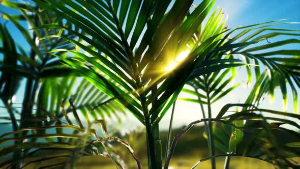 Sunlight Through the Leaves of Palm Trees