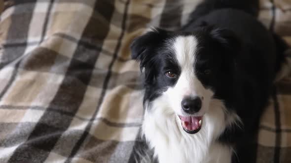 Funny Puppy Dog Border Collie Lying on Couch with Plaid Indoors