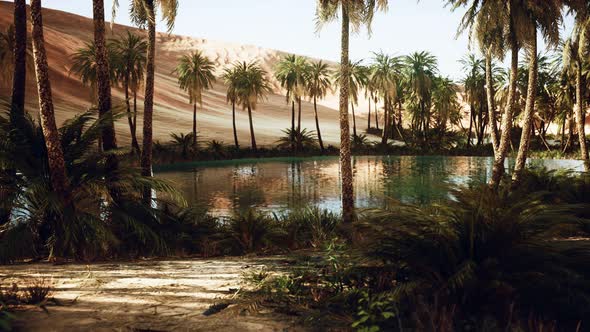 Oasis in Hot Sahara Desert