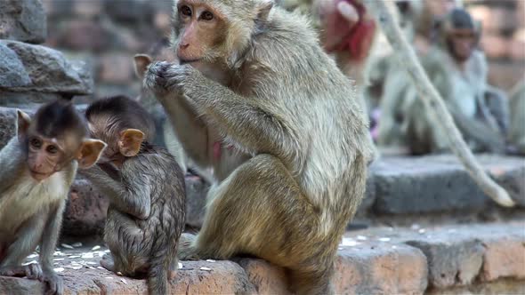 A group of monkey families gathering around an ancient ruin on a hot afternoon in South East Asia tr