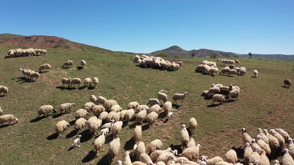 Aerial View Of Sheep And Goat Farming