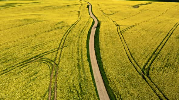 Agriculture in Poland. Blooming yellow rape fields and country road.