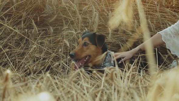 Couple in Love Man and Woman are Playing with Dog in the Field of Spikelets Slow Motion Closeup