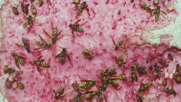 many wasps and bumblebees eat watermelon